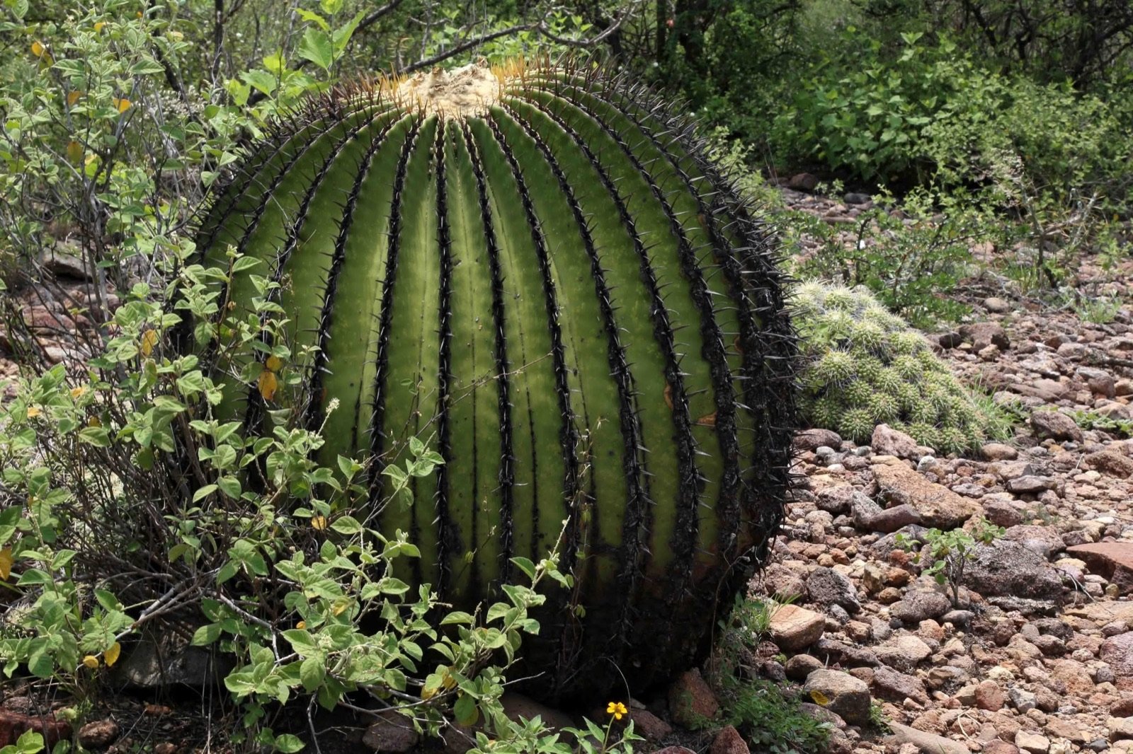 Un cactus de siglos y un sitio en 24 horas: lo rápido funciona si antes hubo tiempo